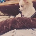 ロングコートチワワ1歳