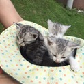 8月11日に保護した5匹のカワイイ子猫です