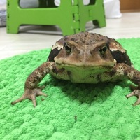 アズマヒキガエル