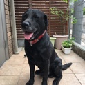 元気いっぱいな黒ラブ。里親さん募集します