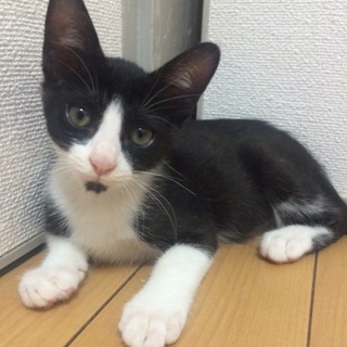 名古屋 多頭飼い向きな社交的まろんくん