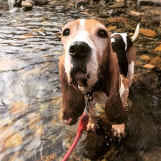 平和主義でマイペース★薩摩ビーグルのシャロンちゃん