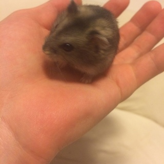 ハムスターたち