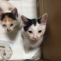 生後２か月のかわいい子猫ちゃん達☆