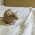 マウス♂♀1 子供2 の引き取り手を募集しています