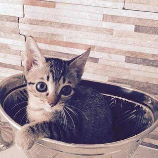 もらってくださーい！癒されますよ！！