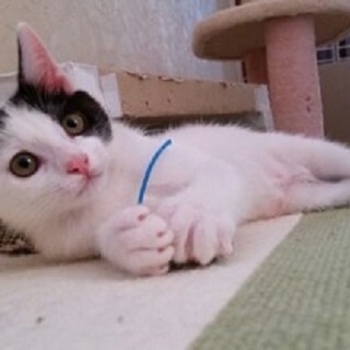 おっとり穏やか甘えっ子★３．５ヶ月★白多めの白黒