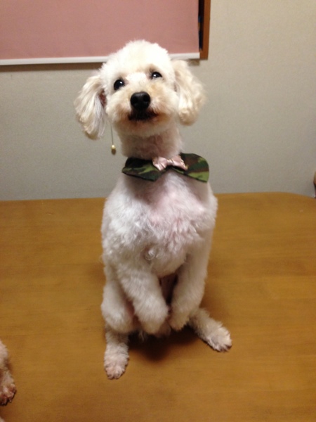 シャネ