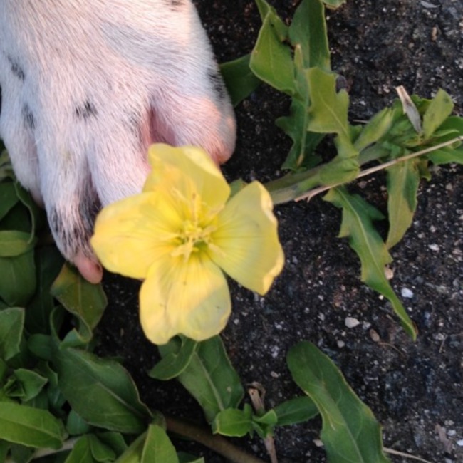 きりんとんちゃんのカバー写真