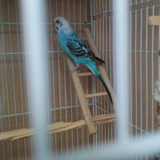 セキセイのメスです!!