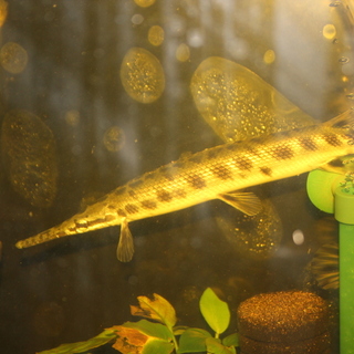 スポッテッドガー  2匹