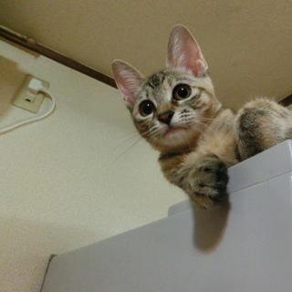 【出雲】クリクリお目目の美少女