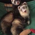募集終了となります。