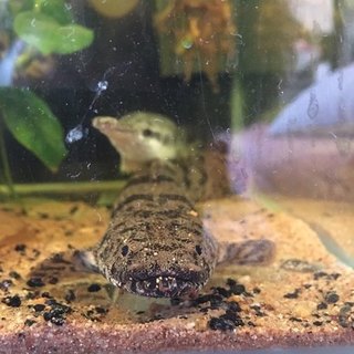 ポリプテルス デルヘッジ 1匹