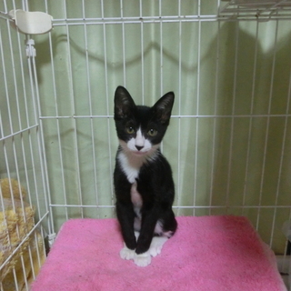 【山笠くん】殺処分されるところでした。