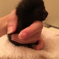 まだ目も開かない黒猫です