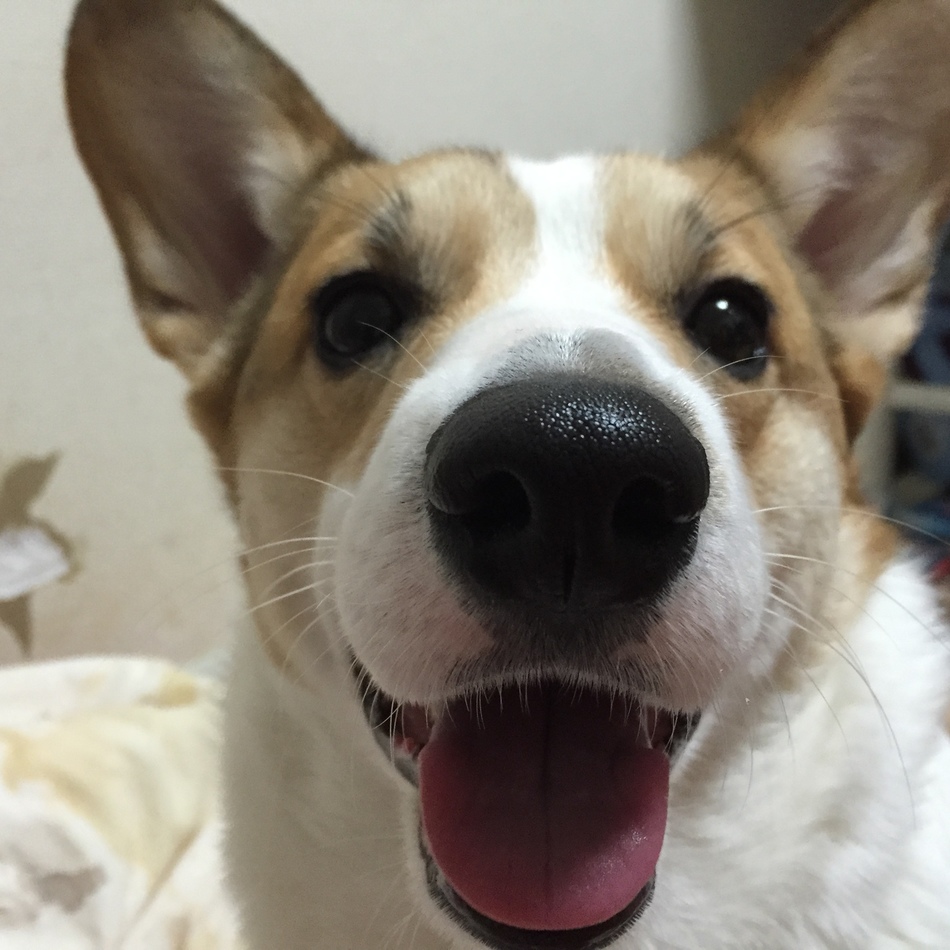もものカバー写真