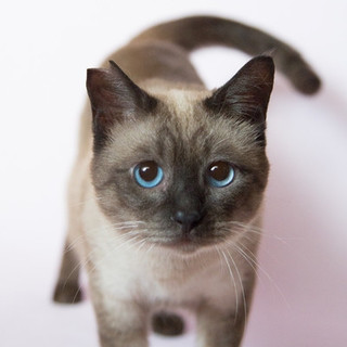 熊本被災猫　シャム風　ベリー君