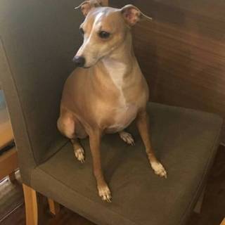 この子の家族を探しています