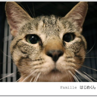 キジトラはじめくん里親募集