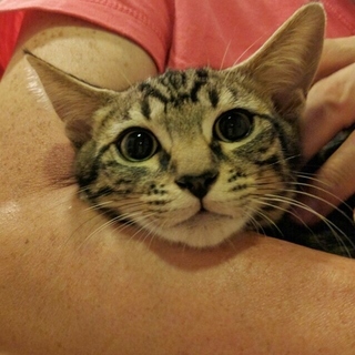 シーちゃんは控えめな女の子