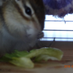 こたろう、甜瓜を食べる。