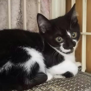 猫会＊健康チェック済＊2.5か月穏やかな男の子