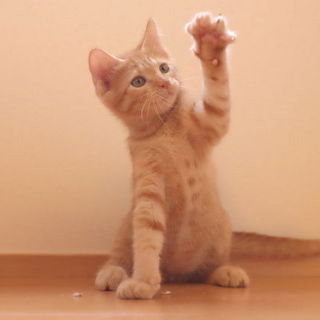 【医療済】とても人懐こいラテくん♪