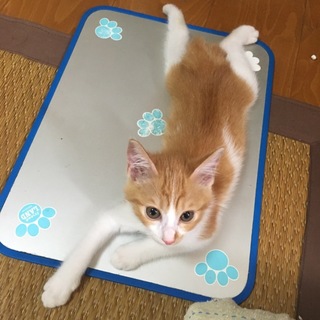 子猫の里親募集