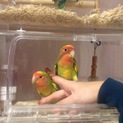 コザクラインコ ペア
