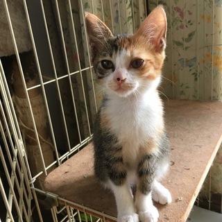 雑種の子猫 ハナンちゃん