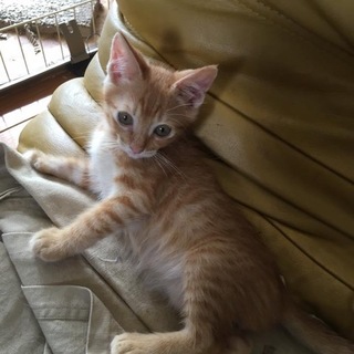 MIXの子猫 チャオ君