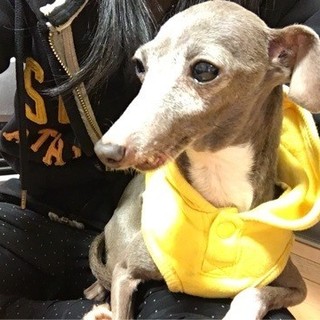 イタグレのマーズちゃん♀