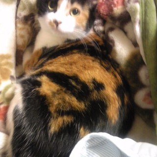 大人しいメス☆推定3〜4歳   エイズ・白血病陰性