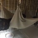 可愛い子猫 黒猫ちゃん