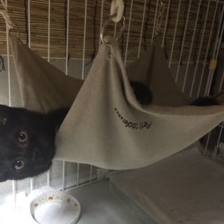 可愛い子猫 黒猫ちゃん