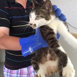 SOS!! 独居老人施設入所　取り残された猫達