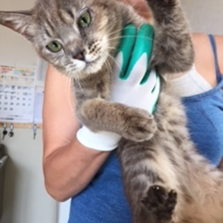 SOS!! 独居老人施設入所　取り残された猫達