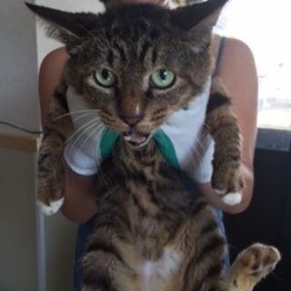 SOS!! 独居老人施設入所　取り残された猫達