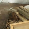 ゴールデンハムスター里親募集！