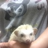 オサコ
