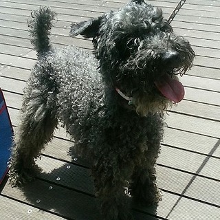 中型サイズの洋犬MIXの女の子！仮名は「マーチ」