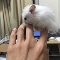 長毛白熊ハムスター