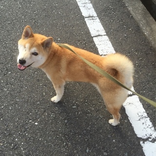 至急のお願いです！家族として優しく迎えてくれる方