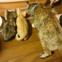 猫ちゃんの里親募集です