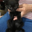 一度に５匹の黒ネコが生まれました 5／１８生まれ 