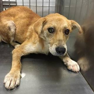 たれ耳がかわいい、みずおくん！