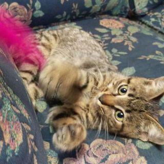 イケメン子猫　眼ぢからを見て！