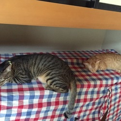 元気なのは嬉しいけれど…