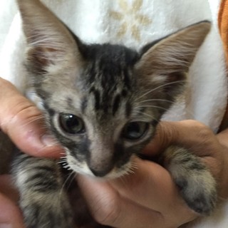 生後2ヶ月弱♥人にべったりな甘えん坊兄弟　①キジ